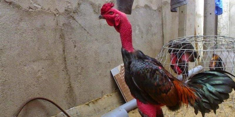 Top 3 Cách Chọn Chiến Kê Bao Thắng Cược Mọi Trận Chiến Cách chọn chiến kê hiệu quả không ngờ