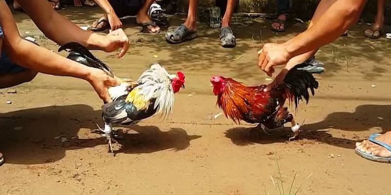 Đá Gà Cựa Sắt bj88 Mang Về Lợi Lớn Cho Người Tham Gia Một số quy luật cơ bản nhất khi chơi đá gà cựa sắt