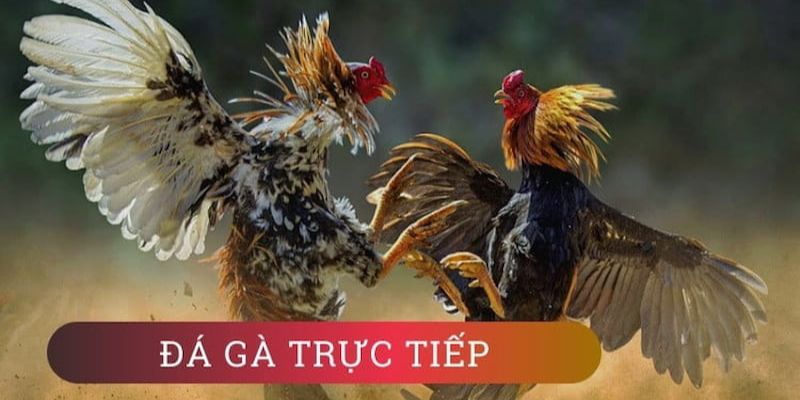 Đá Gà Trực Tuyến - Bí Kíp Vàng Giúp Newbie Thắng Đậm Sơ lược về hình thức chơi đá gà trực tuyến