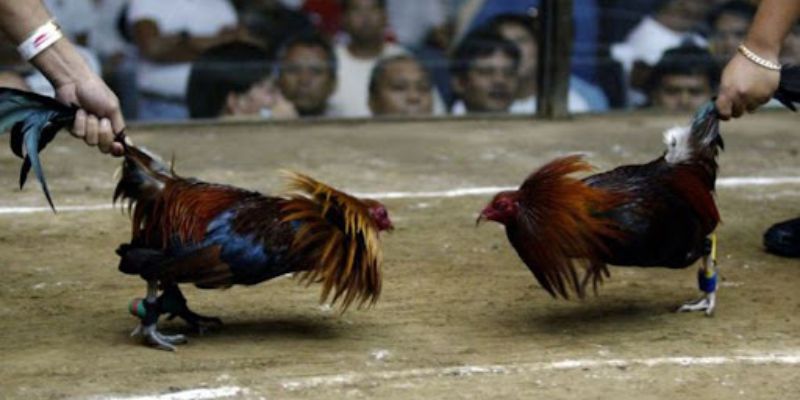 Đá Gà Cựa Sắt bj88 Mang Về Lợi Lớn Cho Người Tham Gia Một vài thông tin tổng quát nhất về đá gà cựa sắt