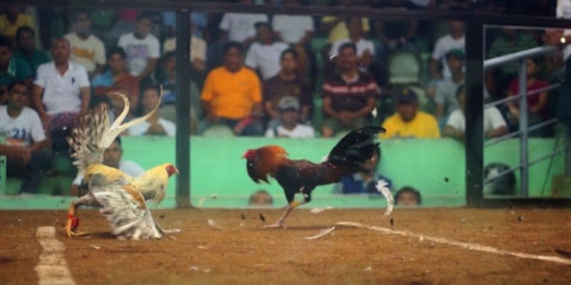 Đá Gà Cựa Dao Những Ưu Điểm Nổi Bật 2024 Một số ưu điểm của hình thức đá gà cựa dao đến người chơi