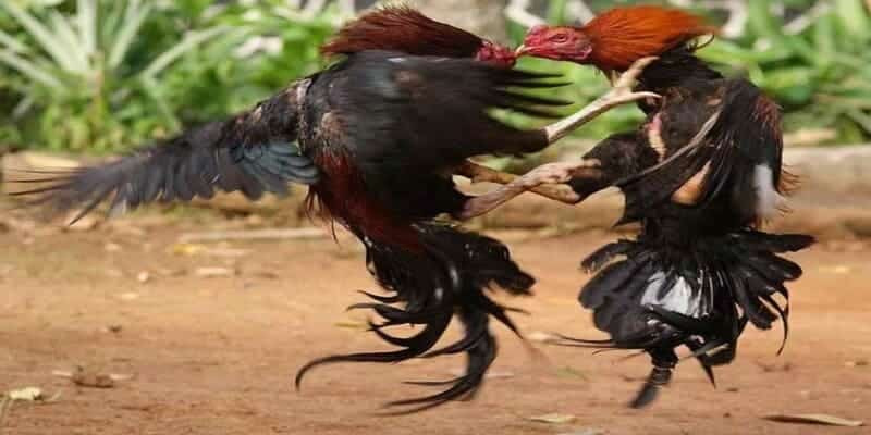 Gà Đá Đòn Độc - Tuyệt Kỹ Tung Đòn Hạ Gục Đối Thủ