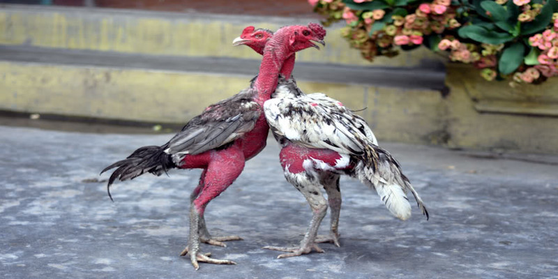 Gà Đá Đòn Độc - Tuyệt Kỹ Tung Đòn Hạ Gục Đối Thủ Thuật ngữ trong đá gà đòn độc