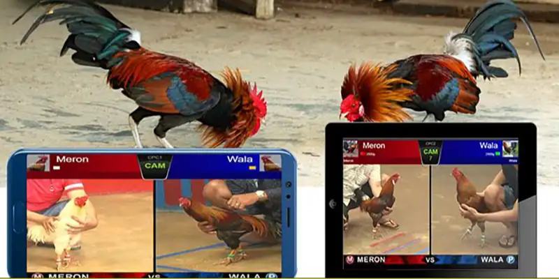 Đá Gà Online Bj88 - Cuộc Chiến Của Các Thần Kê Đầy Hấp Dẫn Giới thiệu đá gà online bj88 uy tín trên thị trường