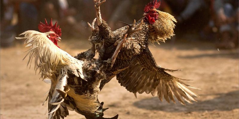 Quy Luật Chấp Trong Đá Gà bj88 Mà Các Sư Kê Cần Biết Lưu ý cần biết luật chấp trong đá gà
