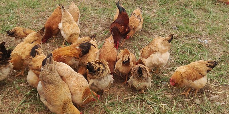 Cách Nuôi Gà Đá Thả Vườn Hiệu Quả Đem Lại Hiệu Quả Cách nuôi gà đá thả vườn từ 21 - 42 ngày tuổi