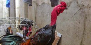 Da gà đỏ mọng khỏe khoắn 