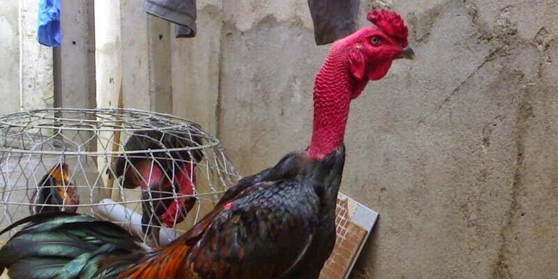 Cách Làm Da Gà Đá Dày - Bí Quyết Chiến Thắng Của bj88 Da gà đỏ mọng khỏe khoắn