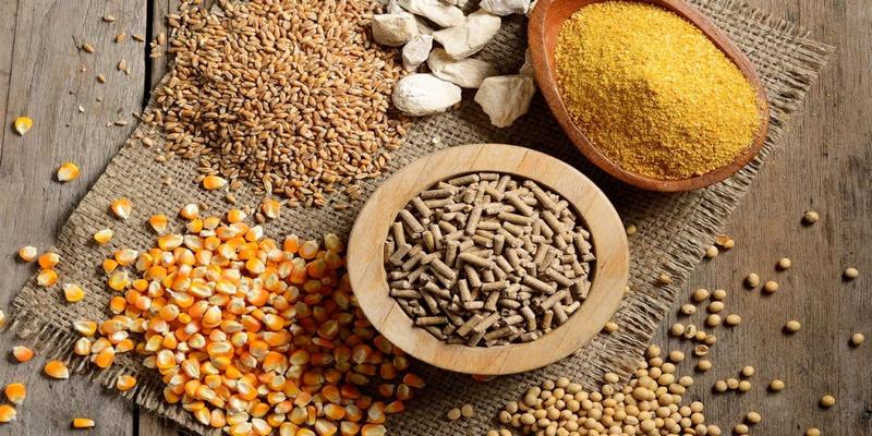 Ngũ Cốc Đá Gà Gồm Những Gì? bj88 Hướng Dẫn Trộn Thức Ăn Ngũ cốc đá gà gồm những gì trước khi thi đấu rất quan trọng