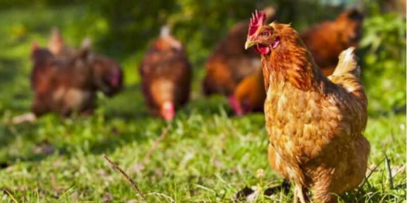 Cách Nuôi Gà Đá Thả Vườn Hiệu Quả Đem Lại Hiệu Quả Tổng quan về cách nuôi gà đá thả vườn