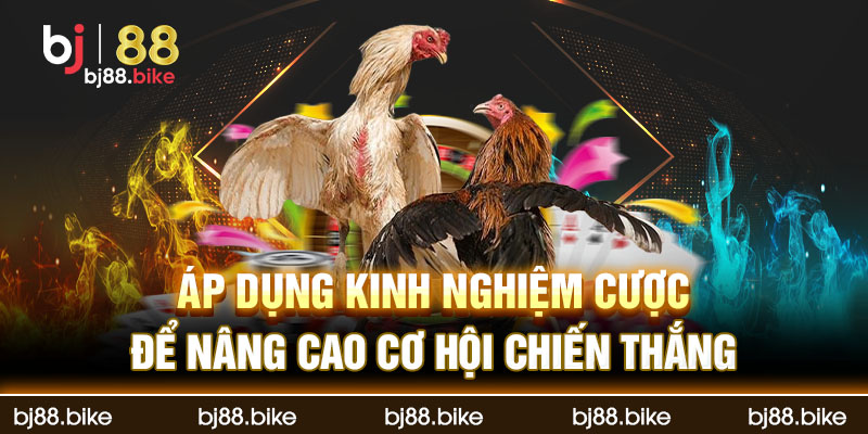 Sảnh WS168 - Đá Gà Nhà Cái bj88 Điểm Vượt Trội Áp dụng kinh nghiệm cược để nâng cao cơ hội chiến thắng