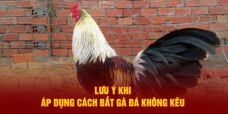 Hướng Dẫn Cách Bắt Gà Đá Không Kêu Từ Kê Sư Chuyên Nghiệp Lưu ý khi áp dụng cách bắt gà đá không kêu